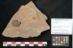 Foto (Objekt + Etikett) von Cyclocarpus sp.  (NHMW-GEO-2024-0188-11155)